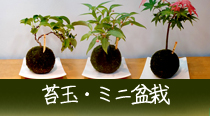 苔玉・ミニ盆栽